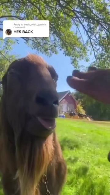 Бее  бее беее