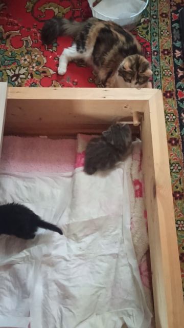 VID_20260423_082612.mp4