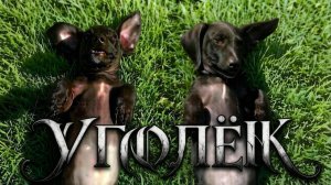 Прогулка с Угольком