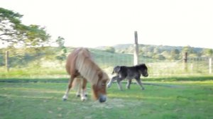 Charlie - Miniature Horse With Attitude