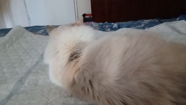 Балинезийская кошечка Стеша намывает утром шерстку