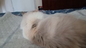 Балинезийская кошечка Стеша намывает утром шерстку