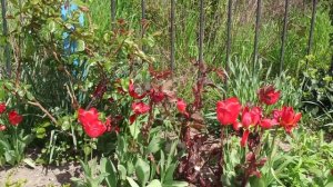 Вот так выглядит ещё один из моих цветников.