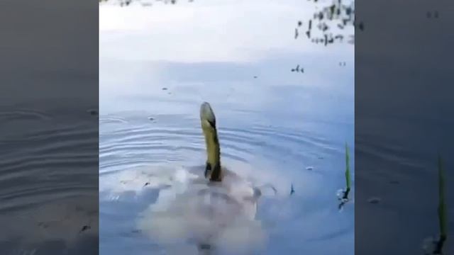 Клип @zatropheem