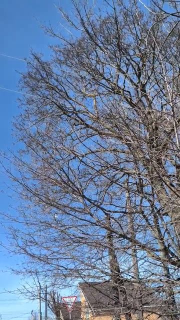 Весеннее дерево