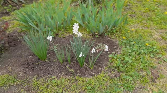 Трава, цветы, коты и я довольный!  23.04.2026