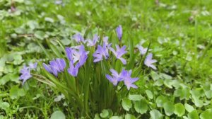 Ботанический сад МГУ. Подснежники. Примула. Белоцветник. Весна идёт, цветы цветут. Апрель 2026