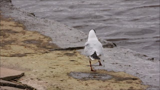 Озёрная Чайка собирает материал для строительства гнезда Великий Новгород 23.04.2026