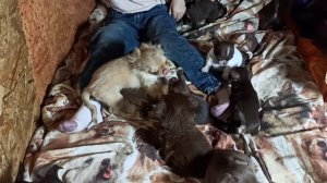 Это наш щенячий РАЙ #купить_щенка_чихуахуа_продаю +79215950848