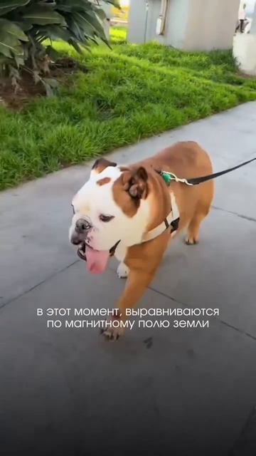 Я честно, всегда думала что она перину взбивает 😅