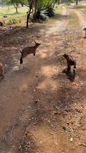 Веселые попрыгушки