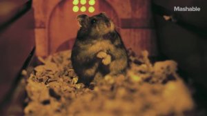 Hamster Wars - 'Star Wars' with Hamsters