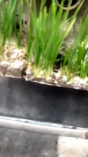 Зелень в задней фаре