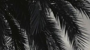 ZARINA - Summer collection (Россия) (2024)