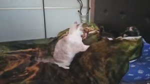 УТРО МОИХ КОШЕК -ПРОСНУЛИСЬ. УТРЕННЯ РАЗМИНКА