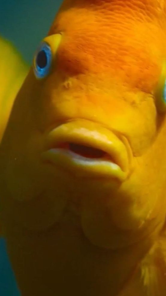 🔥🐟Огненный страж Тихого океана: Любовь, каннибализм и оранжевая тайна рыбы Гарибальдия🌊