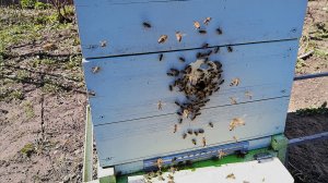 Пчлы в апреле