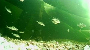 1000013433.mp4Волга.гл.2м.23.04.2026г.