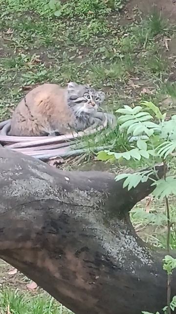 Манул, палласов кот, и услуги от специалистов, прочтите описание видео, заинтересовало, пишите,