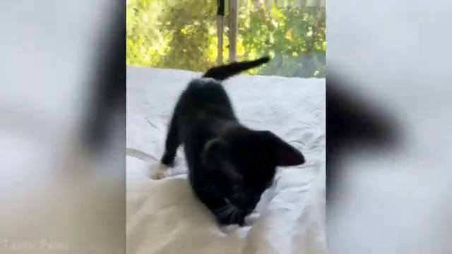 Смешные мемы с разными животными! Ржака с домашним животнымии!!