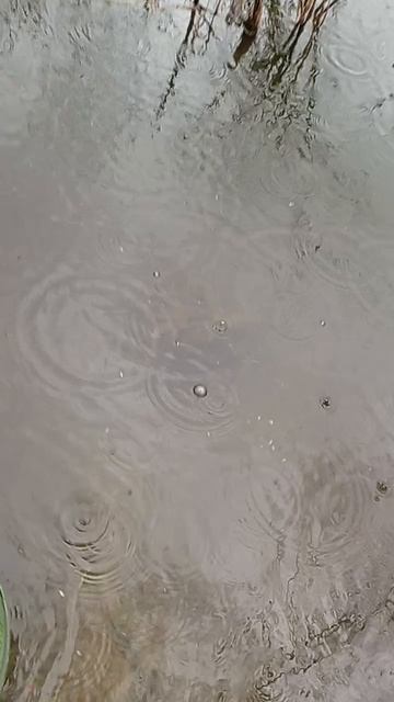 Сезон открыл.
Поймал - отпустил.