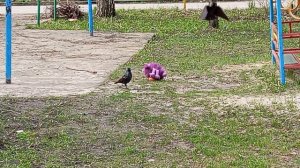 галки клюют игрушку