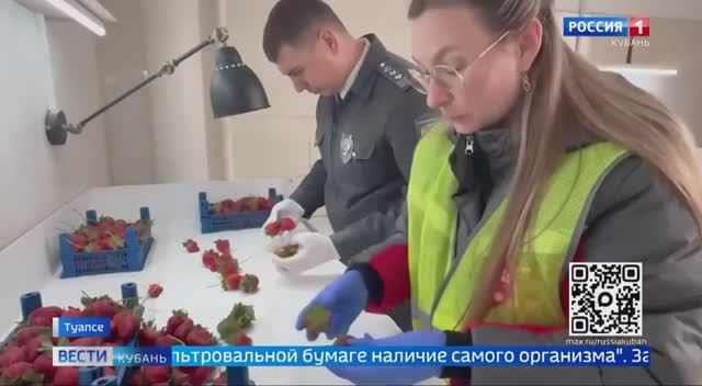 Новороссийский филиал ФГБУ «ВНИИКР» принял участие в досмотре импортной партии клубники