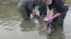 В Севастополе борются за жизнь дельфина-белобочки Споти