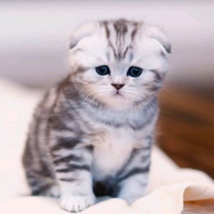 Милана луквей