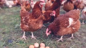 Содержание разведение кормление кур Ломан Браун личный опыт
