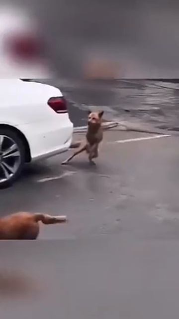 🐾 Гонки четвероногих: кто быстрее — кот, пёс или хомяк?!🐾