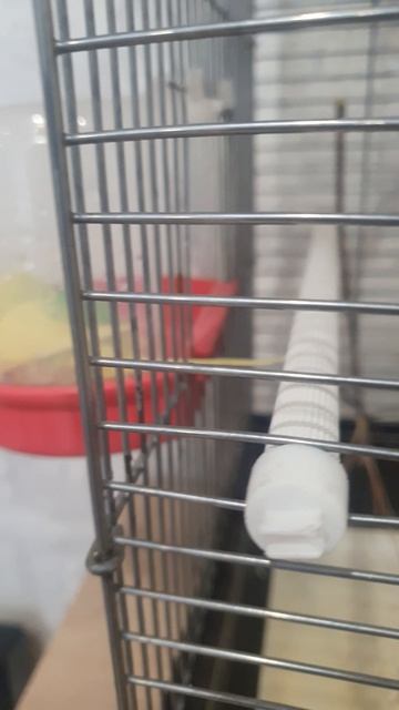 Волнистый попугай купается