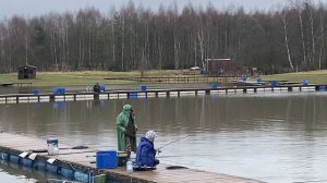 Форель схватила на поверхности