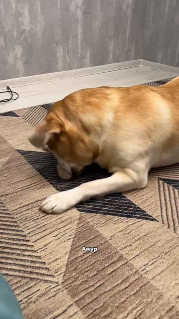 Артикул капель,которые нам посоветовал ветеринар #WW289329

Они не только очищают,ещё заживают и сни