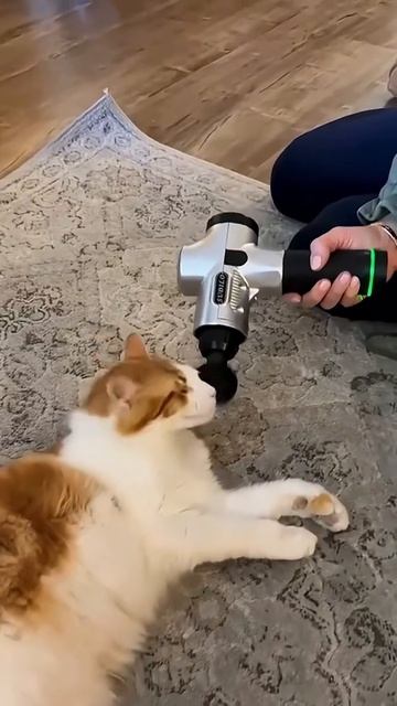 Мемы с животными