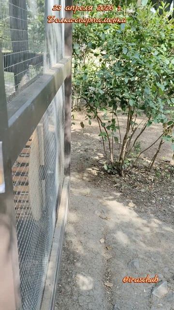 23 апреля 2026 г. Алупка. Воронцовский парк. Белка-мотиватор ялта ялта2026 алупка