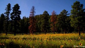 Коран на русском языке сура 023. Верующе ( Аль-Муминун )