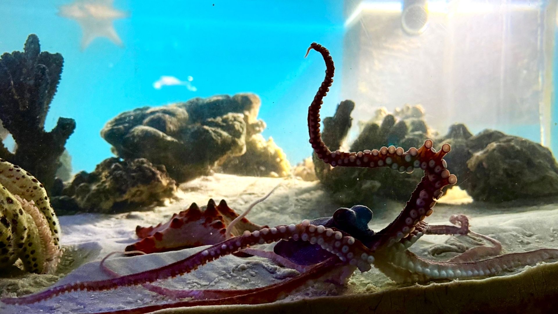 В океанариуме Когалыма поселился длинноногий осьминог