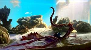 В океанариуме Когалыма поселился длинноногий осьминог