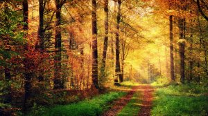 поиск золотого клада в лесу версаля часть вторая