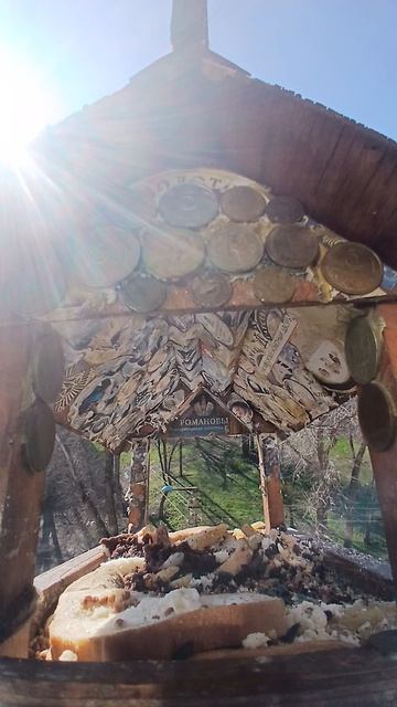 1000016173.mp4Кормушка.23.04.2026г.