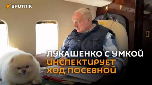С Умкой на вертолете: Лукашенко инспектирует ход посевной в Минской области