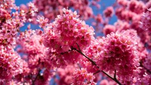 Цветение сакуры в Крыму / Фестиваль «Цветущая сакура»