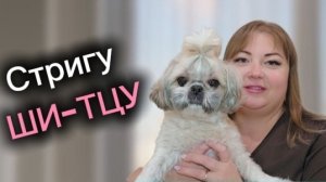 #7 КАК СТРИЧЬ ШИ-ТЦУ