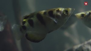 Рыба брызгун. Стратегия и тактика