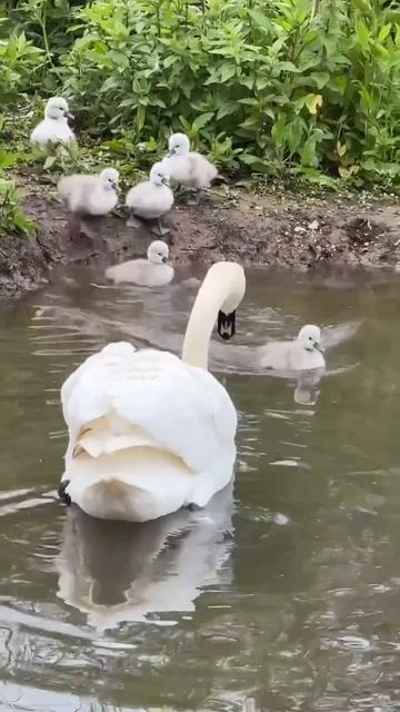 Видео от МЯУтаверс – как метавселенная, но с котами