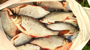 Первый выезд на лодке до нерестового запрета. Плотва порадовала