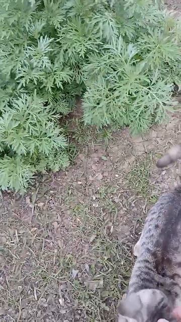 Чичи везде со мной.