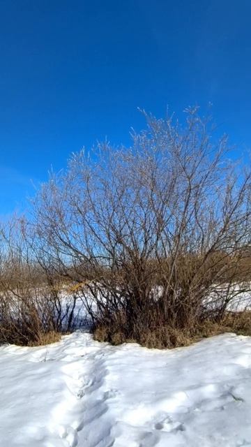 Весна в поле