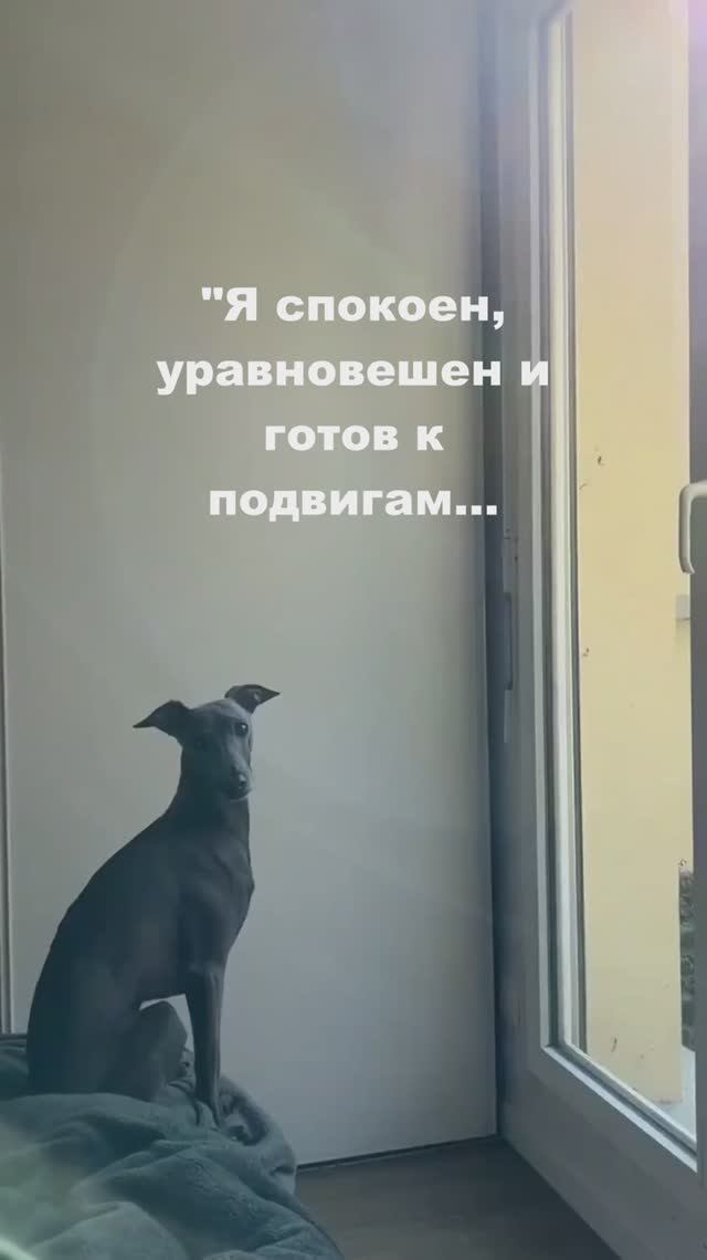 ЛЕВРЕТКА МЕДИТИРУЕТ И ВДРУГ...